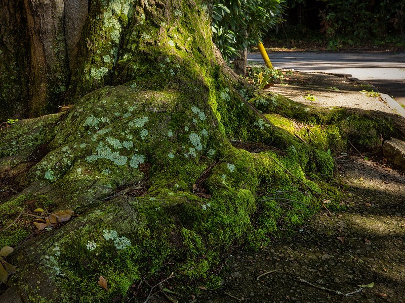 El medioambiente y yo –&nbsp;Sujey