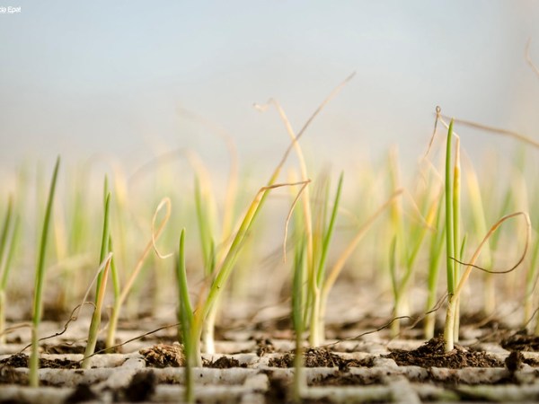 Mi relación con la naturaleza –&nbsp;Rubí