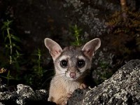 De cacomixtles y conservación. Mi camino por la biología –&nbsp;Lizeth