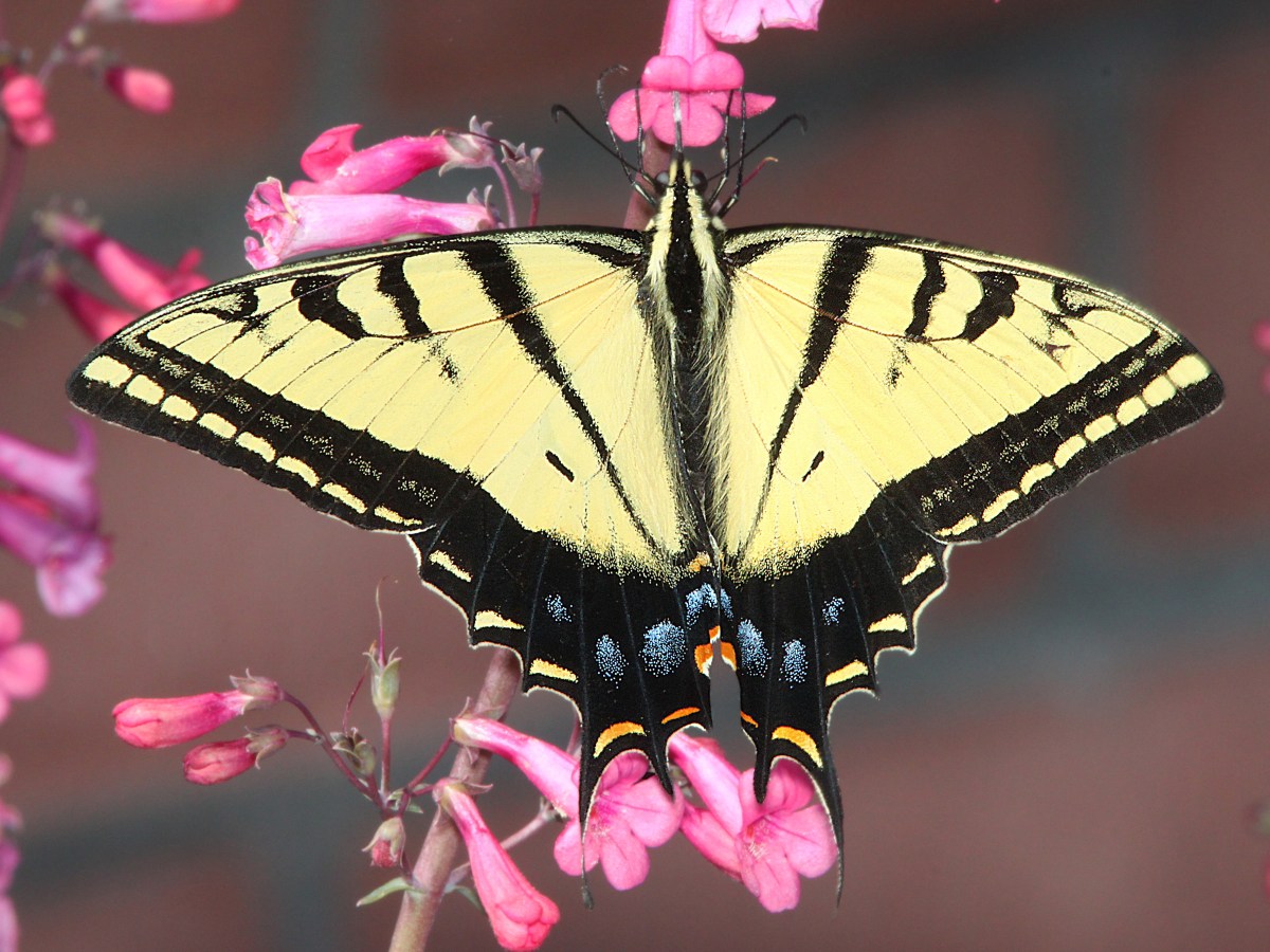 El sendero de Papalot –&nbsp;Claudia